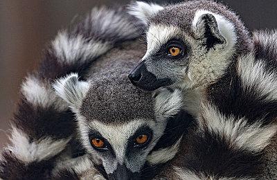 开放世界多人射击游戏《猎杀：对决》推出6周年纪念T恤