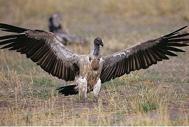 《动物派对》发布1.1.1.0版本更新 优化游戏体验