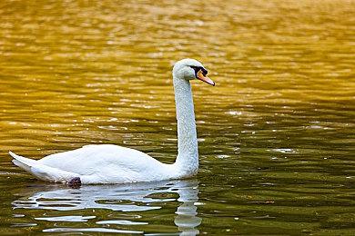 游戏版《空中大灌篮：新传奇》发售预告 和詹姆斯一起冒险